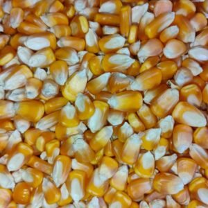 makai ke Daane ( corn kernels )
